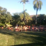 Flamingos at Busch Gardens